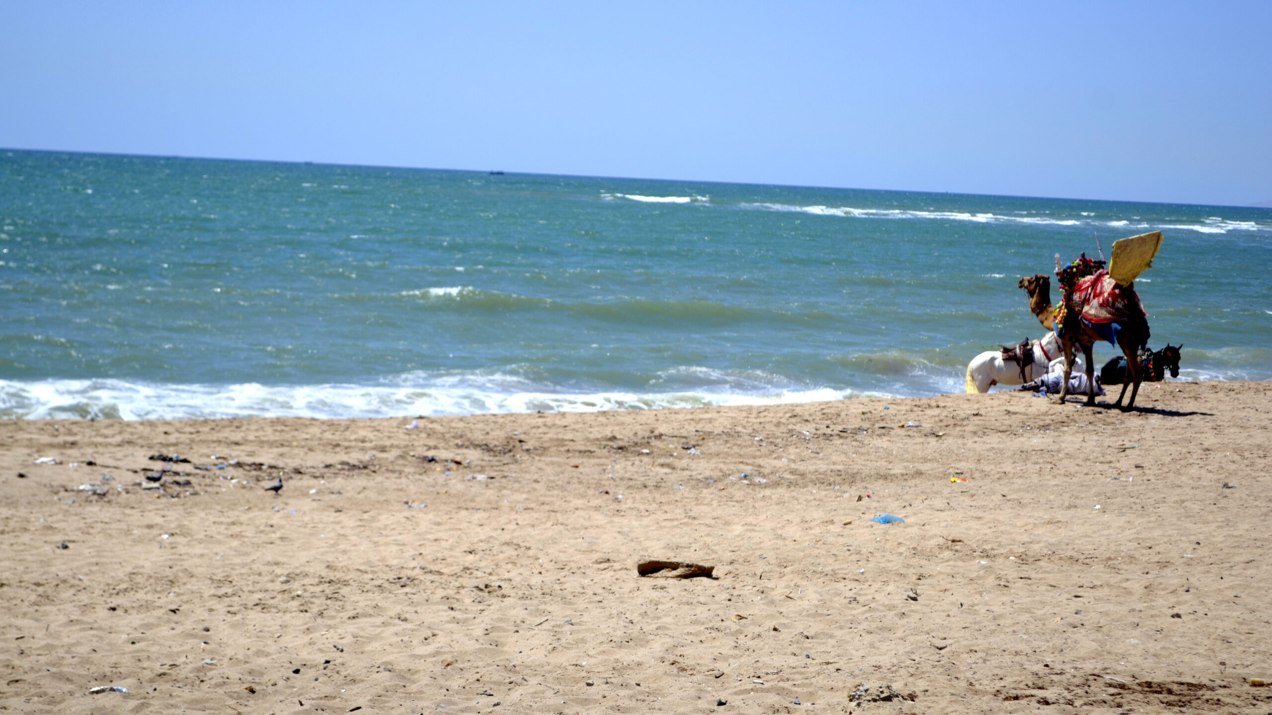 A camel waits at the waterline on the sand at Manora Beach